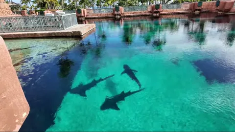 Sharks swimming beneath clear turquoise water at Aquaventure lagoon